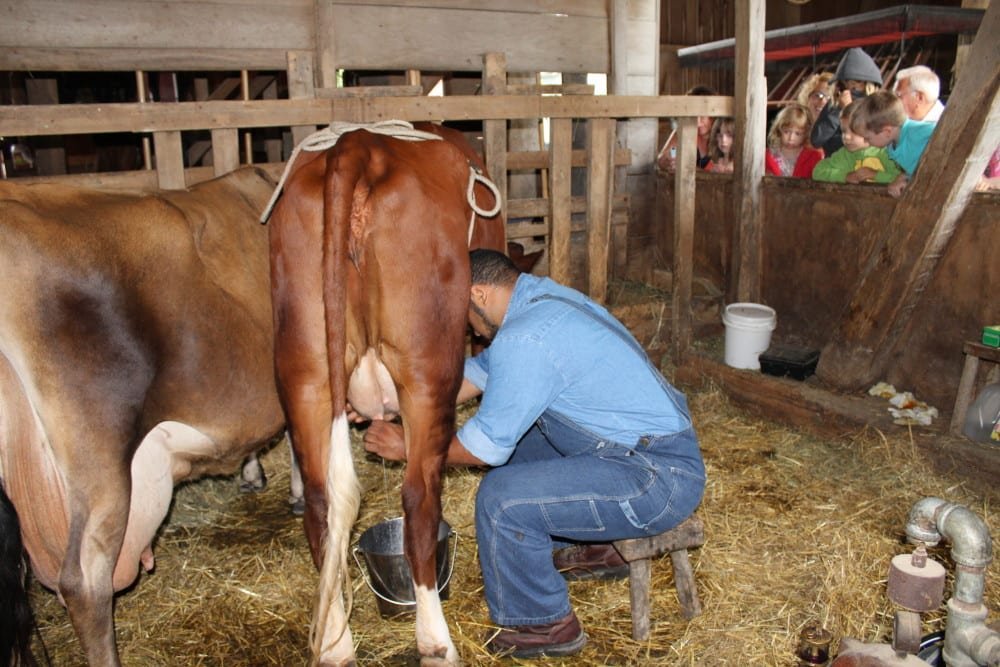 COW_MILKING1