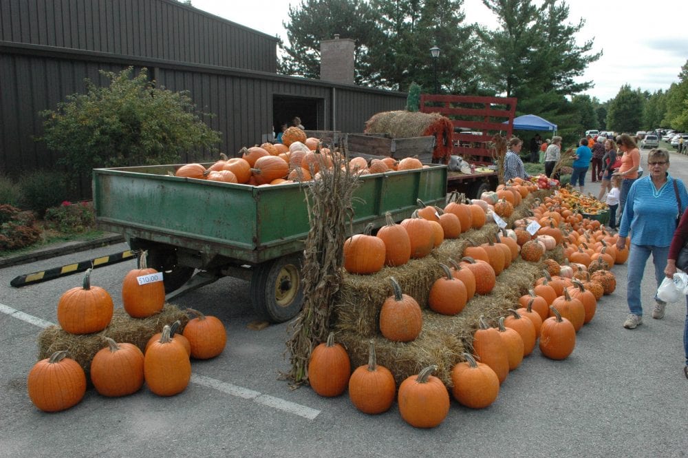 barn-pumpkins