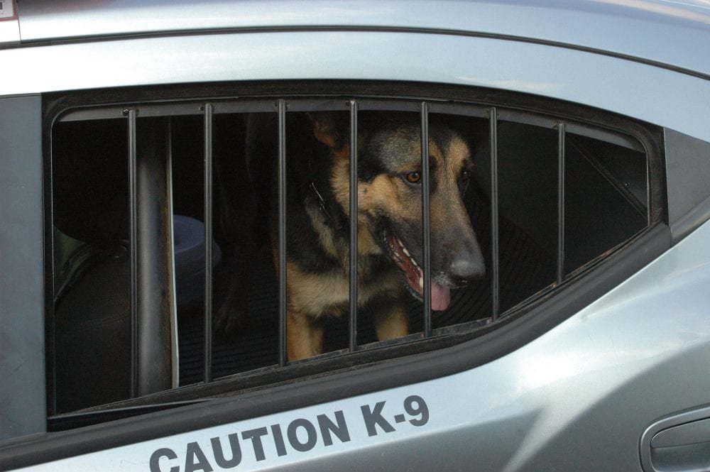 rocco-in-car