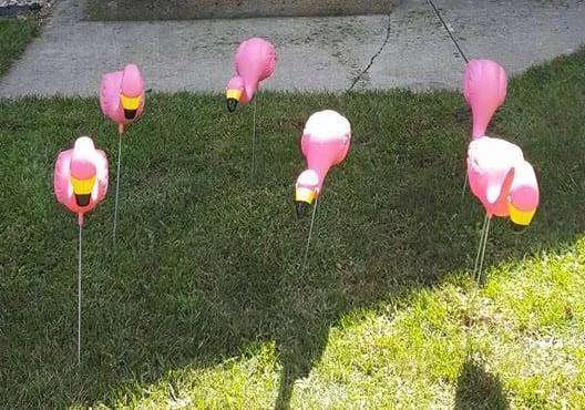flamingoes-web