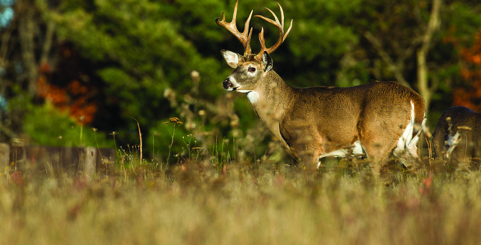 Ohio Concludes Successful DeerGun Hunting Season The Village Reporter