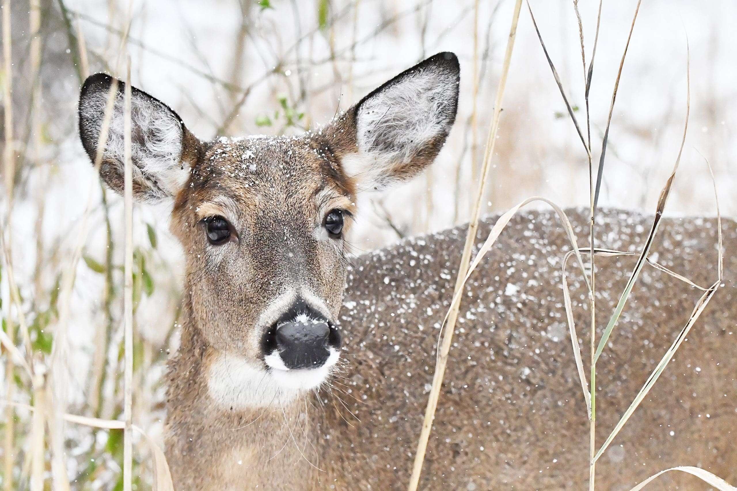 Ohio Hunters Harvest 13,617 Deer in January Muzzleloader Season - Vimarsana News