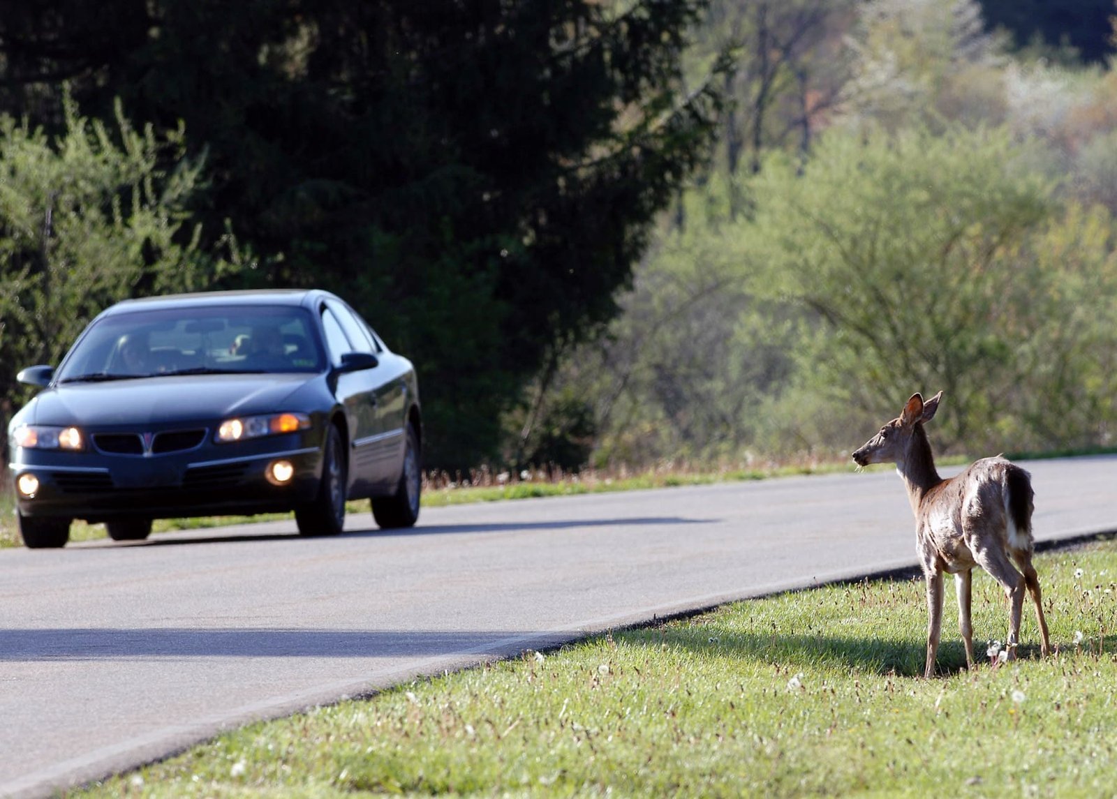 11-1-23 deer - The Village Reporter
