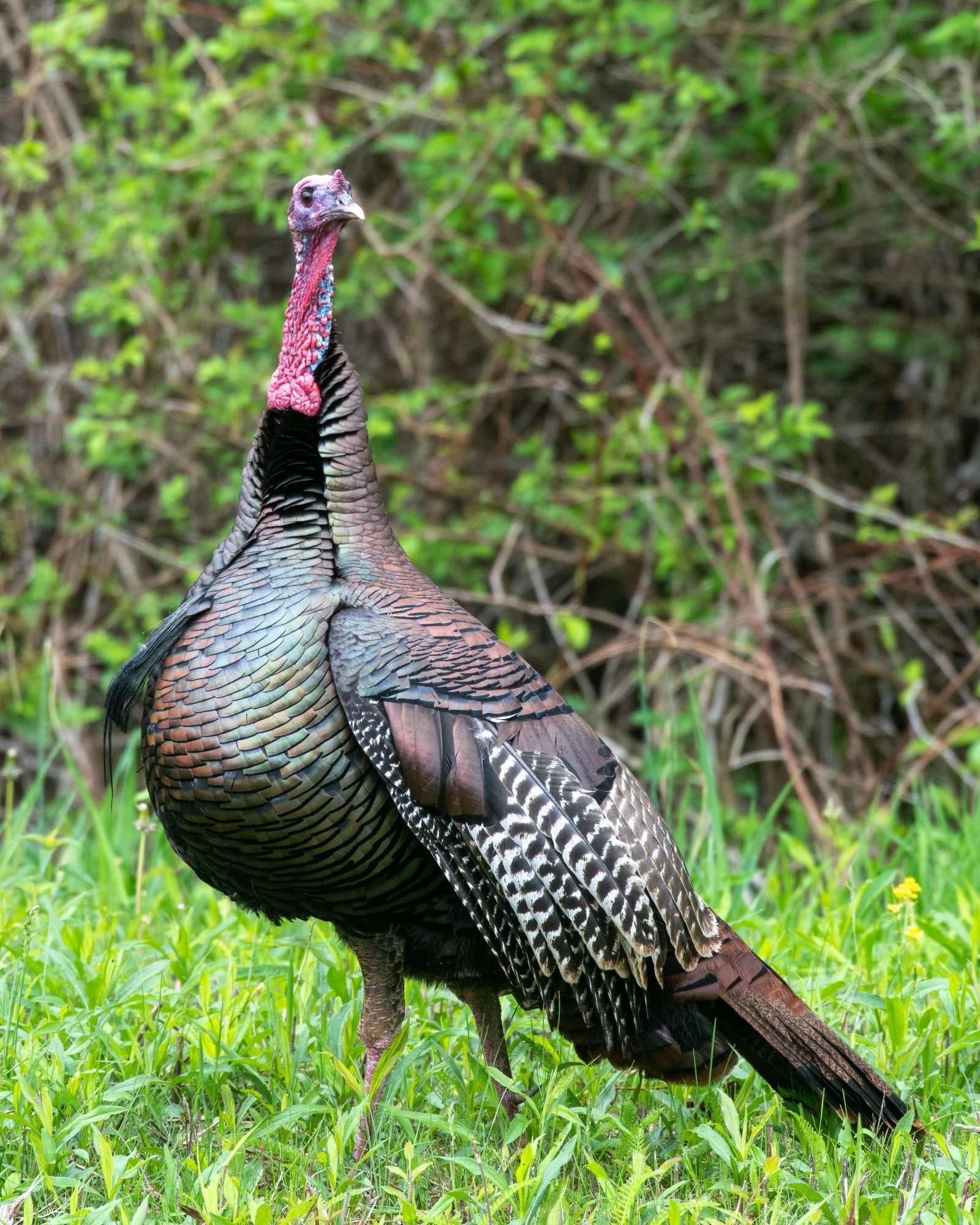 Ohio hunters have checked 13,496 wild turkeys during the spring hunting season.