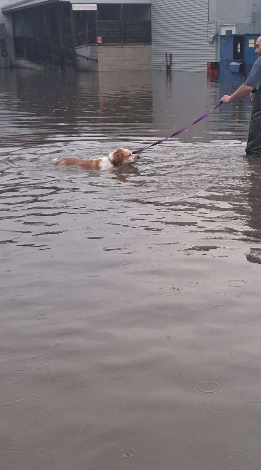 A dog is led through floodwater after heavy rain in the Montpelier area, July 17, 2026.