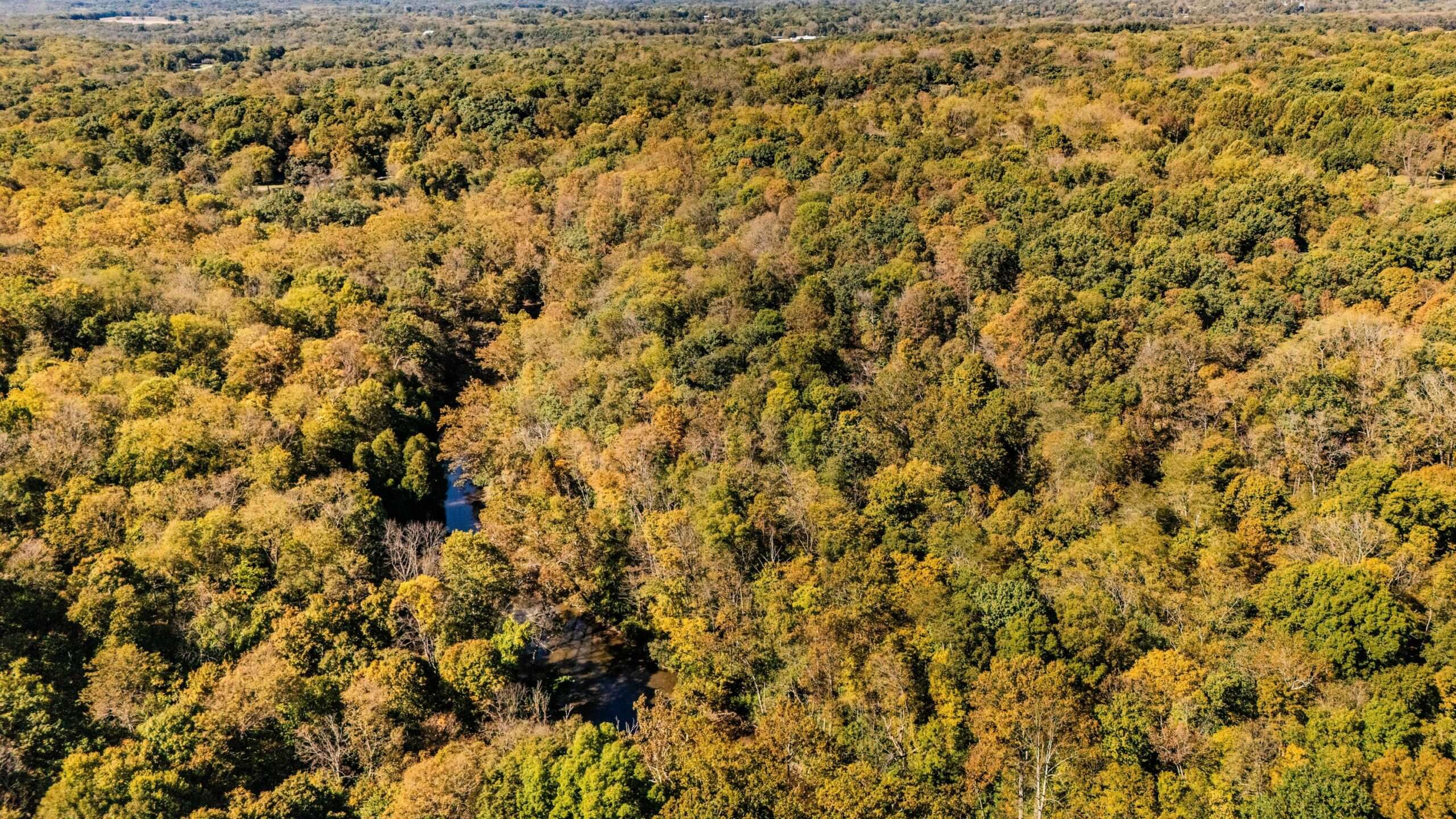 Aerial view of fall trees in yellow, orange and green along a creek